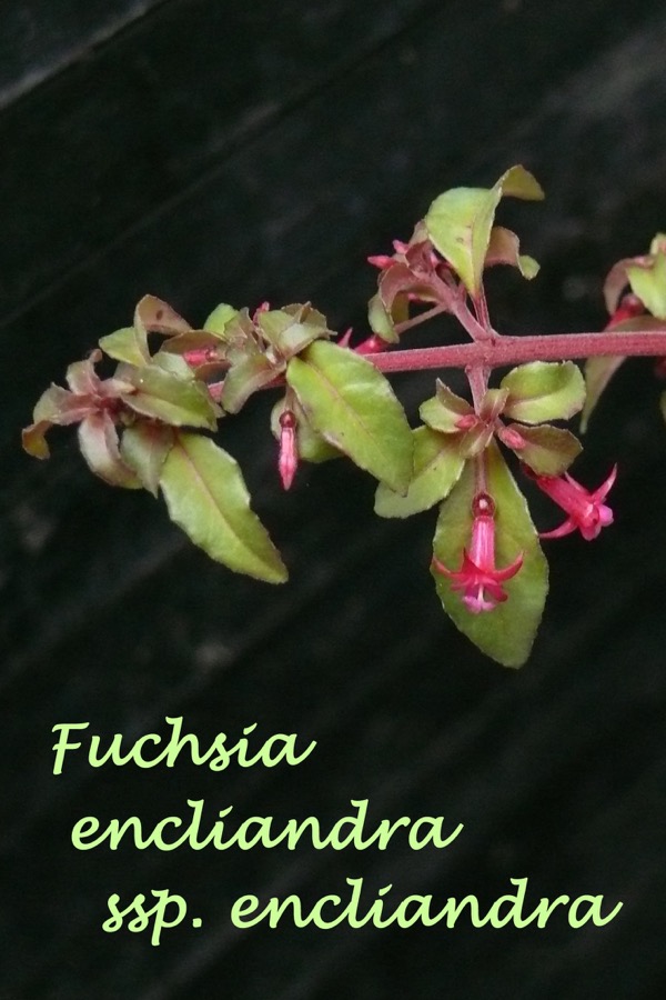 F. encliandra ssp. encliandra