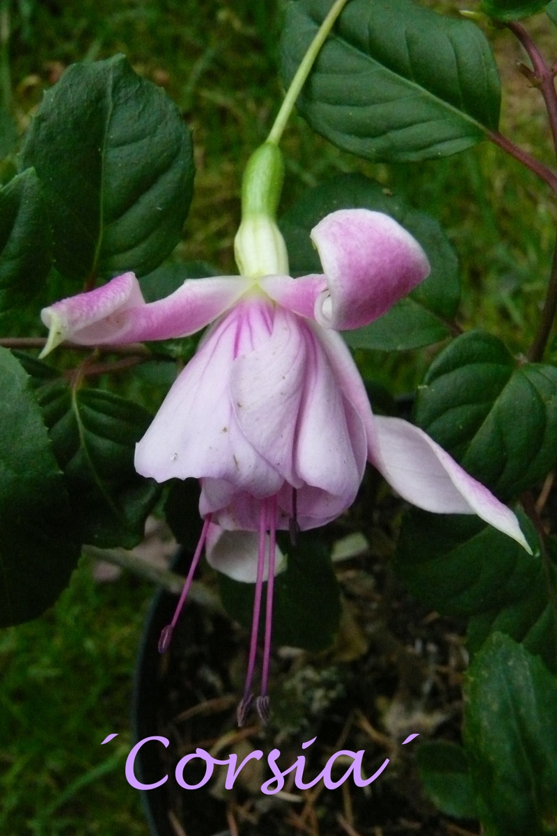 Corsia
