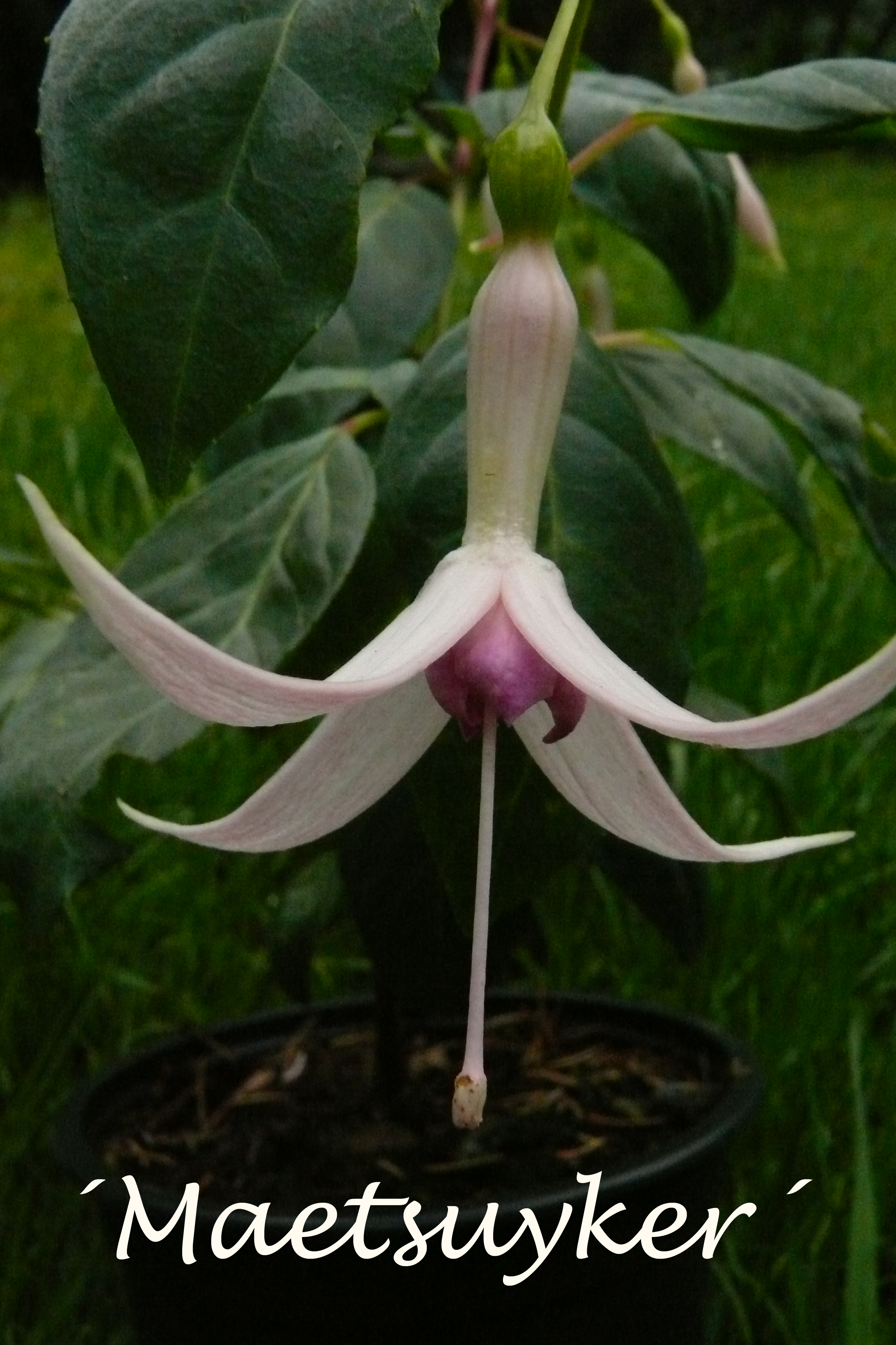 Maetsuyker