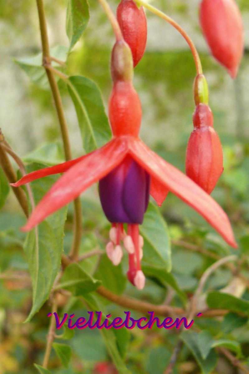 Vielliebchen