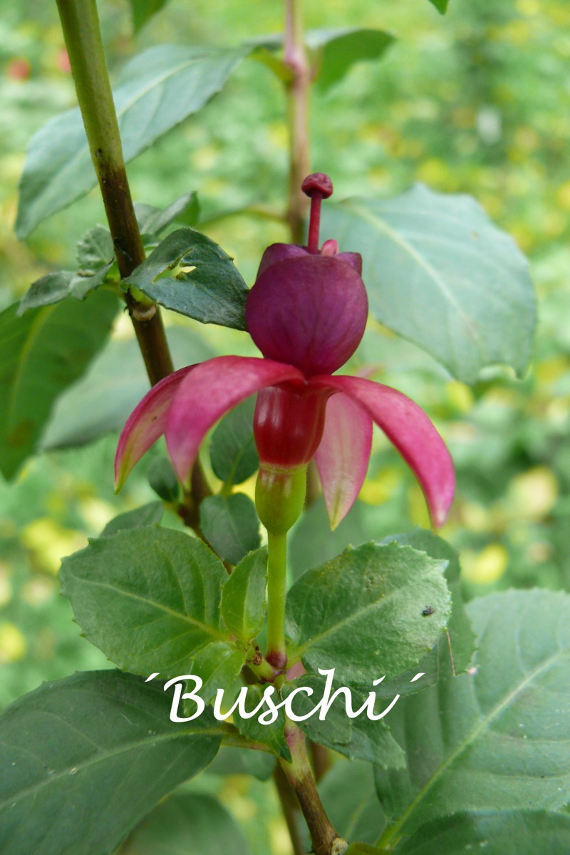 Buschi