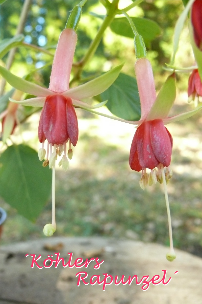 Köhlers Rapunzel
