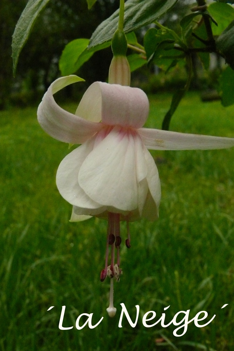 La Neige