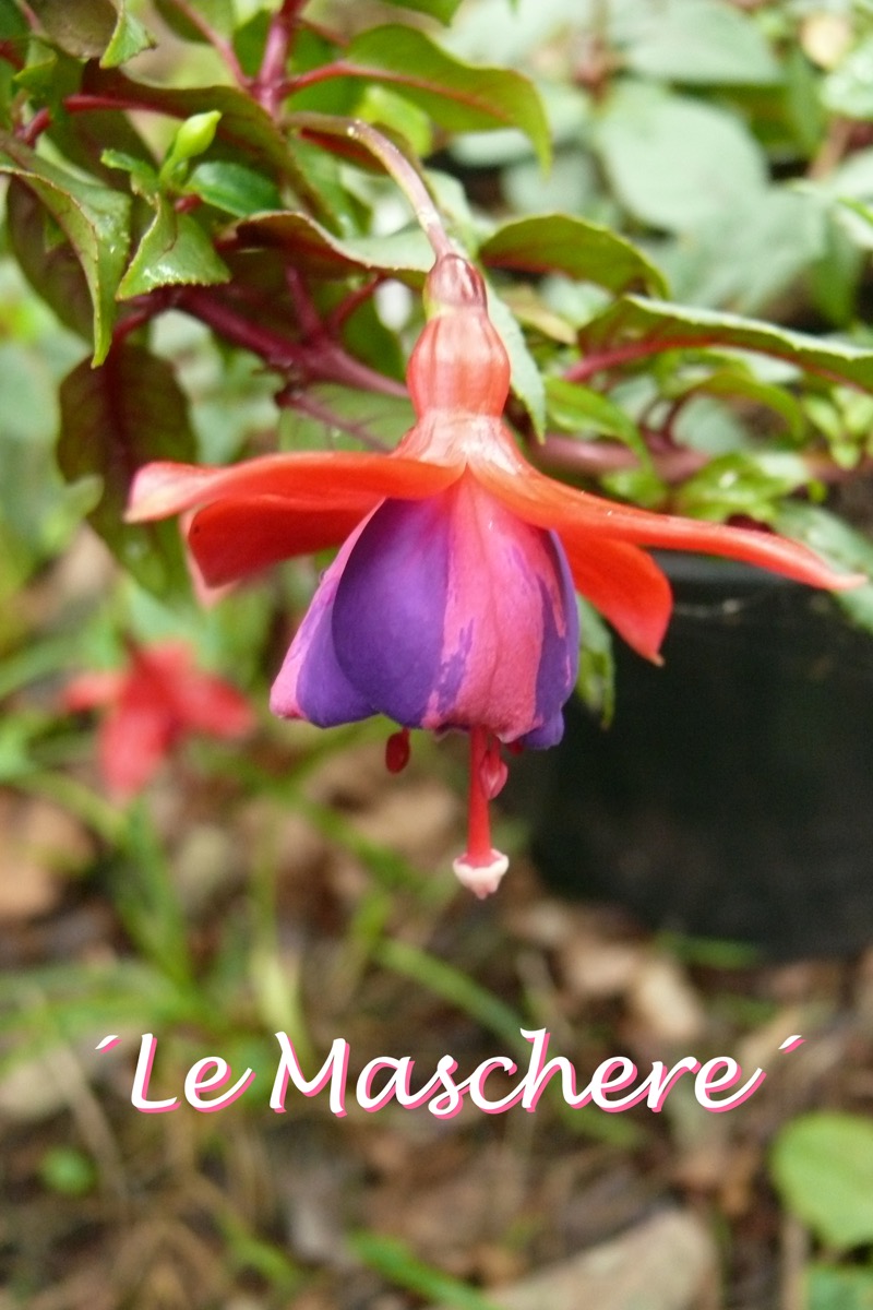 Le Maschere