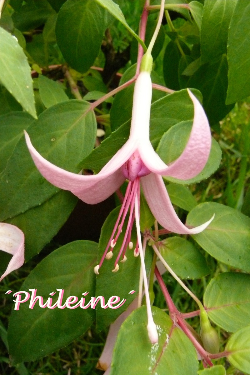 Phileine